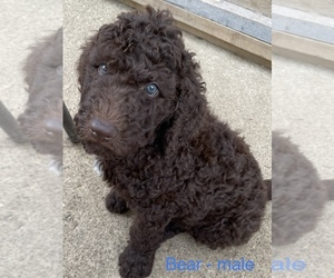Labradoodle Puppy for Sale in LANCASTER, Ohio USA