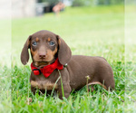 Small #1 Dachshund