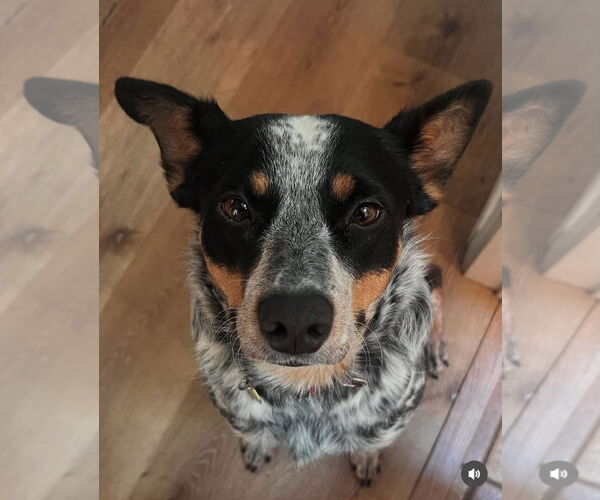Medium Photo #1 Mutt Puppy For Sale in Milpitas, CA, USA