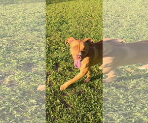 Mutt Dogs for adoption in Johns Island, SC, USA