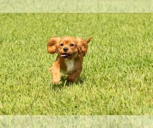 Cavalier King Charles Spaniel Puppy for sale in TOPEKA, IN, USA