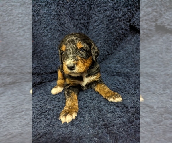 Medium Photo #2 Bernedoodle Puppy For Sale in INDEPENDENCE, MO, USA