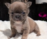 Small #1 French Bulldog