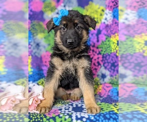 German Shepherd Dog Puppy for sale in LANCASTER, PA, USA