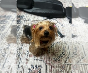 Yorkshire Terrier Dog for Adoption in REDMOND, Washington USA