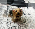 Small Yorkshire Terrier