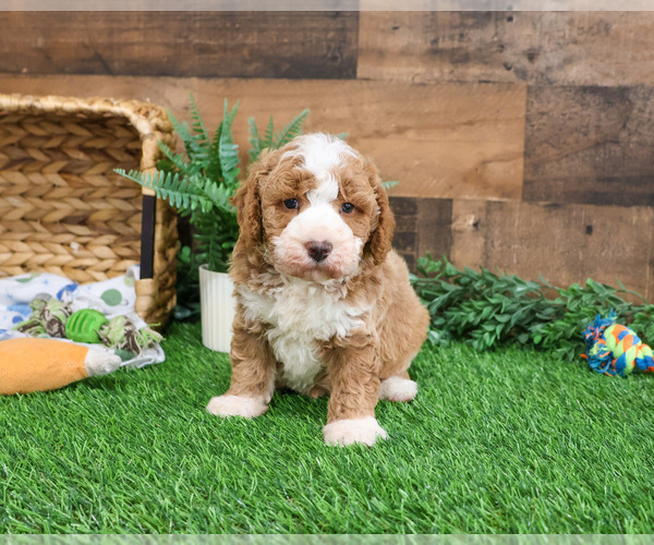 Medium Photo #2 Goldendoodle mix (+ Poodle Miniature) Puppy For Sale in SYRACUSE, IN, USA