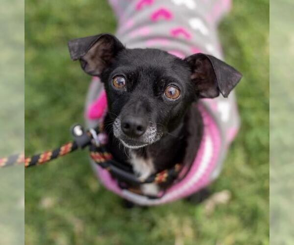 Medium Photo #9 Chihuahua Puppy For Sale in San Diego, CA, USA