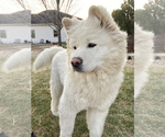 Small Photo #1 Akita Puppy For Sale in GREELEY, CO, USA