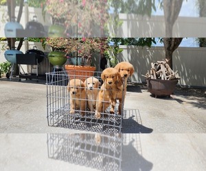 Golden Retriever Puppy for sale in ORLANDO, FL, USA