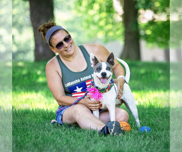 Medium Photo #4 Mutt Puppy For Sale in Unionville, PA, USA