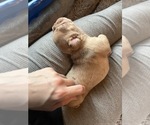 Small Photo #10 Frenchie Pug Puppy For Sale in BLOOMINGTON, IL, USA