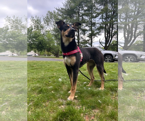 Medium Photo #3 Shepweiller Puppy For Sale in Gibbstown, NJ, USA