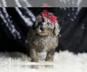 Medium Poodle (Miniature)