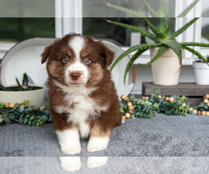 Medium Miniature Australian Shepherd