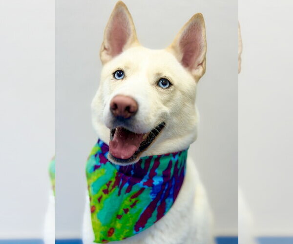 Medium Photo #6 Siberian Husky-Unknown Mix Puppy For Sale in West Cornwall, CT, USA
