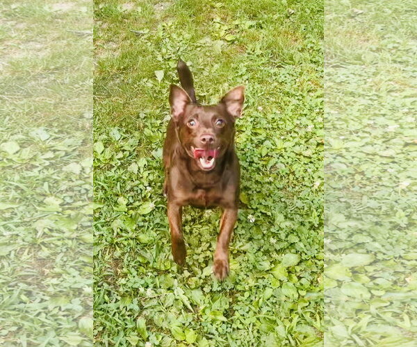 Medium Photo #3 Mutt Puppy For Sale in Spring Lake, NJ, USA