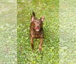 Small #2 Mutt