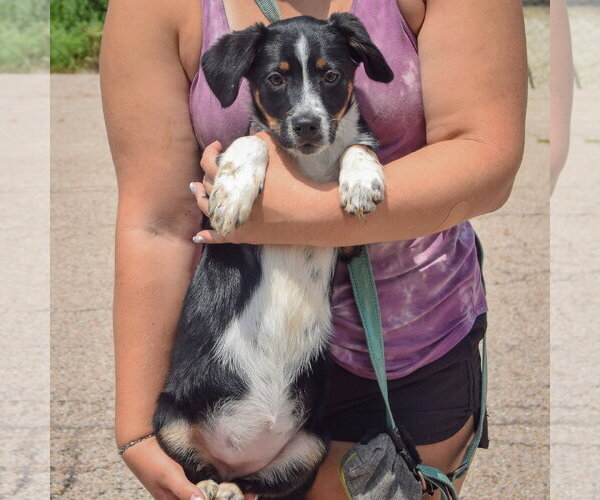 Medium Photo #3 Australian Shepherd-Unknown Mix Puppy For Sale in Huntley, IL, USA