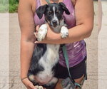 Small #2 Australian Shepherd Mix
