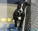 Small Labrador Retriever Mix