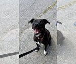 Small #2 Border Collie Mix