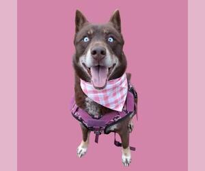 Siberian Husky-Unknown Mix Dogs for adoption in Bakersfield, CA, USA