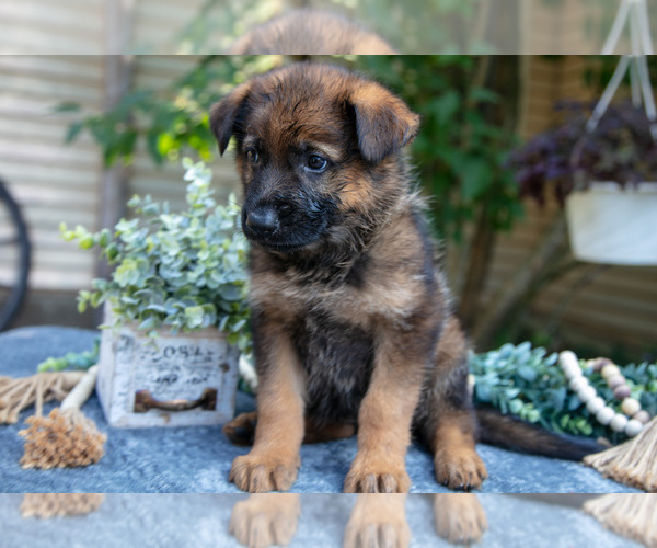 Medium Photo #3 German Shepherd Dog Puppy For Sale in MANTON, MI, USA