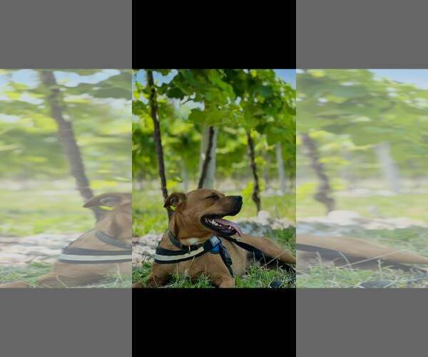 Medium Photo #7 Labrador Retriever-Unknown Mix Puppy For Sale in Stephens City, VA, USA