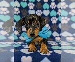 Small Photo #6 Dachshund Puppy For Sale in HONEY BROOK, PA, USA
