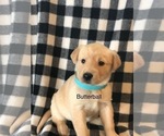 Puppy 1 Goberian-Golden Labrador Mix