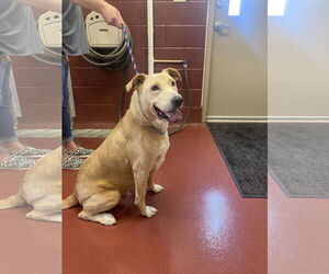 Cookie Monster - Male American Pit Bull Terrier-Labrador Retriever Mix Dog for Adoption - Photo #2