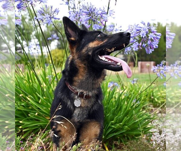 Medium Photo #6 German Shepherd Dog Puppy For Sale in San Diego, CA, USA