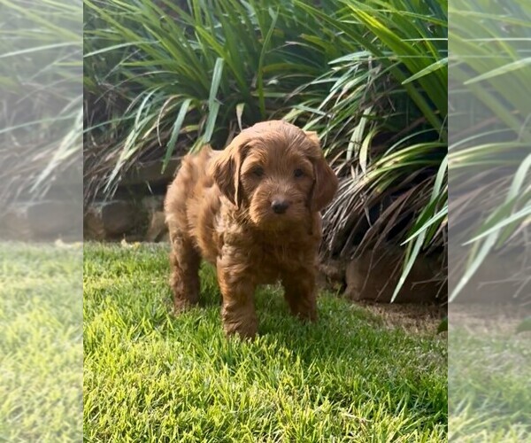 Medium Photo #14 Double Doodle Puppy For Sale in LAGRANGE, GA, USA