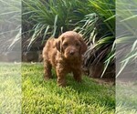 Puppy Lex Double Doodle
