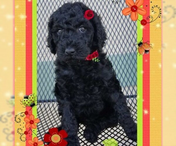 Medium Photo #4 Poodle (Standard) Puppy For Sale in CAPE CORAL, FL, USA