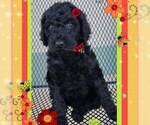 Small Photo #4 Poodle (Standard) Puppy For Sale in CAPE CORAL, FL, USA