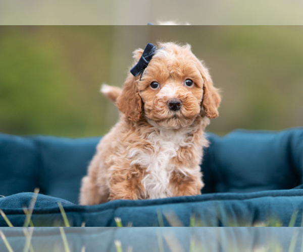 Medium Photo #26 Maltipoo (Miniature) Puppy For Sale in WARSAW, IN, USA