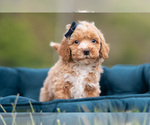 Small Photo #26 Maltipoo (Miniature) Puppy For Sale in WARSAW, IN, USA
