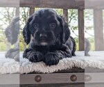 Puppy Bucky Cock-A-Poo
