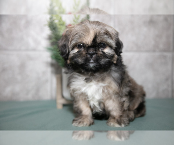 Medium Photo #3 Shih Tzu Puppy For Sale in CLARE, MI, USA
