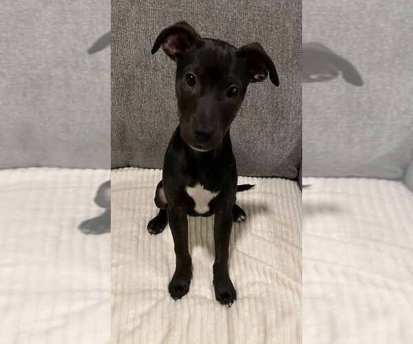 Medium Photo #3 American Pit Bull Terrier-Unknown Mix Puppy For Sale in New York, NY, USA