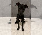 Small #2 American Pit Bull Terrier Mix