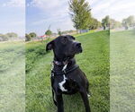 Small #3 American Pit Bull Terrier-Labrador Retriever Mix