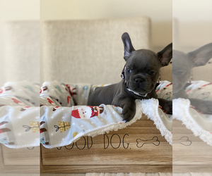 French Bulldog Puppy for sale in LAKE ELSINORE, CA, USA