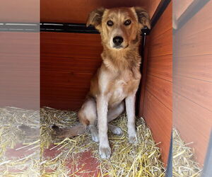 Golden Retriever-Unknown Mix Dogs for adoption in Las Vegas, NM, USA