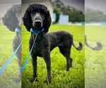 Small #2 Poodle (Standard) Mix
