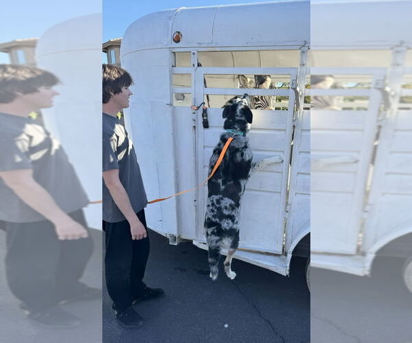 Medium Photo #6 Siberian Husky-Unknown Mix Puppy For Sale in Chandler, AZ, USA