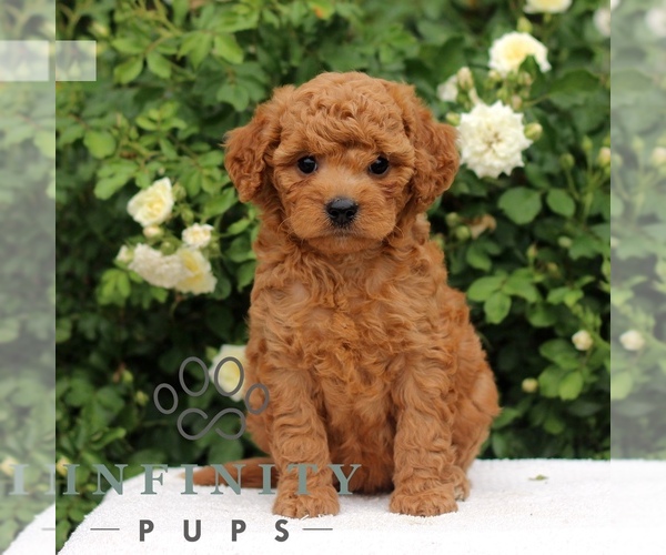 Medium Photo #1 Cavapoo Puppy For Sale in PARADISE, PA, USA