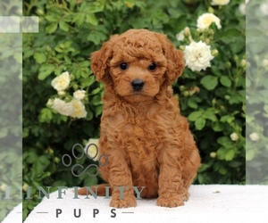 Cavapoo Puppy for sale in PARADISE, PA, USA